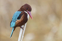 White-throated Kingfisher (Halcyon smyrnensis), Israel