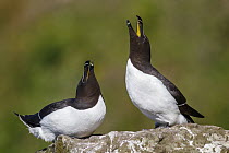 Razorbill (Alca torda) pair courting, Scotland, United Kingdom