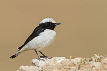 Mourning Wheatear (Oenanthe lugens) male, Morocco