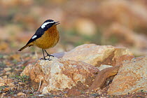 Moussier's Redstart (Phoenicurus moussieri) male, Morocco