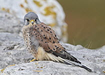 Eurasian Kestrel (Falco tinnunculus) male, Wales, United Kingdom