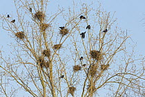 Rook (Corvus frugilegus) group at nests, Rhineland-Palatinate, Germany