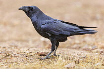 Common Raven (Corvus corax), Extremadura, Spain