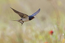 Barn Swallow (Hirundo rustica) flying, Lesvos, Greece