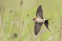 Red-rumped Swallow (Cecropis daurica) flying, Lesvos, Greece
