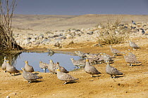 Crowned Sandgrouse (Pterocles coronatus) group at waterhole in desert, Gan HaDarom, Israel