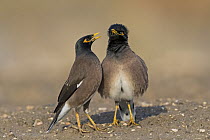 Common Myna (Acridotheres tristis) pair courting, Israel