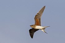 Collared Pratincole (Glareola pratincola) flying, Israel