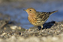 Red-throated Pipit (Anthus cervinus) at waterhole, Israel