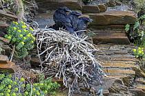 Common Raven (Corvus corax) chicks in nest, Finnmark, Norway