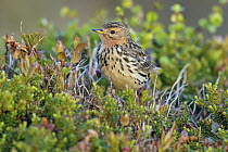 Red-throated Pipit (Anthus cervinus), Finnmark, Norway