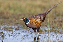 Ring-necked Pheasant (Phasianus colchicus) male at waterhole, Lodz, Poland