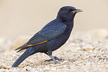 Tristram's Starling (Onychognathus tristramii) male, Israel