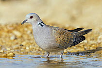 European Turtle-Dove (Streptopelia turtur) at waterhole, Israel