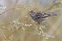 Spanish Sparrow (Passer hispaniolensis) female, Israel