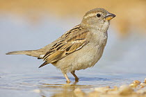 Spanish Sparrow (Passer hispaniolensis) female at waterhole, Israel