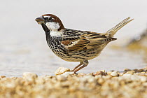 Spanish Sparrow (Passer hispaniolensis) male at waterhole, Israel
