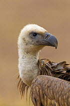 Griffon Vulture (Gyps fulvus) juvenile, Extremadura, Spain
