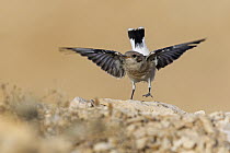 Mourning Wheatear (Oenanthe lugens) juvenile spreading wings, Israel