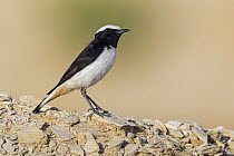 Mourning Wheatear (Oenanthe lugens) male, Israel