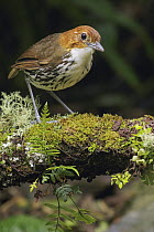 Chestnut-crowned Antpitta (Grallaria ruficapilla), Andes, Colombia