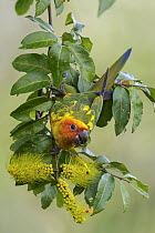 Sun Parakeet (Aratinga solstitialis), Guyana