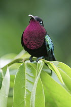 Purple-throated Carib (Eulampis jugularis), Martinique
