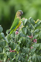 Brown-throated Parakeet (Aratinga pertinax), Guyana