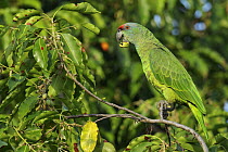 Festive Amazon Parrot (Amazona festiva) feeding on fruit, Guyana