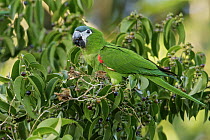 Red-shouldered Macaw (Ara nobilis) feeding on fruit, Guyana