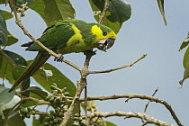 Yellow-eared Parrot (Ognorhynchus icterotis), Andes, Colombia