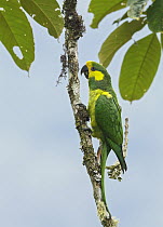 Yellow-eared Parrot (Ognorhynchus icterotis), Andes, Colombia