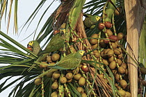 Red-bellied Macaw (Ara manilata) group feeding on fruit, Guyana