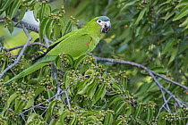 Red-shouldered Macaw (Ara nobilis) feeding on fruit, Guyana