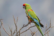 Red-fronted Macaw (Ara rubrogenys), Bolivia