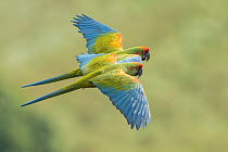 Red-fronted Macaw (Ara rubrogenys) pair flying, Bolivia