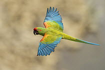 Red-fronted Macaw (Ara rubrogenys) flying, Bolivia