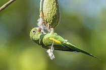 Yellow-chevroned Parakeet (Brotogeris chiriri) feeding on Silk Cotton Tree (Ceiba speciosa) seed, Bolivia