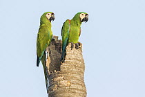 Chestnut-fronted Macaw (Ara severa) pair, Bolivia