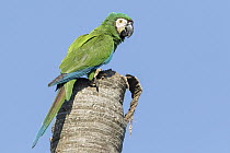Chestnut-fronted Macaw (Ara severa), Bolivia