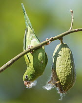 Yellow-chevroned Parakeet (Brotogeris chiriri) feeding on Silk Cotton Tree (Ceiba speciosa) seed, Bolivia