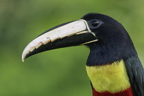 Black-necked Aracari (Pteroglossus aracari), Guyana