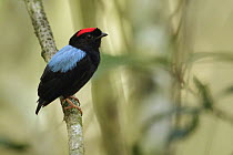 Blue-backed Manakin (Chiroxiphia pareola), Guyana