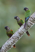 Painted Parakeet (Pyrrhura picta) group, Guyana