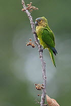 Brown-throated Parakeet (Aratinga pertinax), Guyana