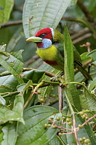 Versicolored Barbet (Eubucco versicolor) male, Amazon, Peru