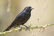 Bolivian Blackbird (Oreopsar bolivianus), Bolivia