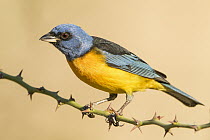 Blue And Yellow Tanager (Thraupis bonariensis) male, Bolivia