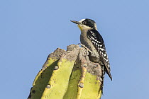 White-fronted Woodpecker (Melanerpes cactorum), Bolivia