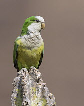 Cliff Parakeet (Myiopsitta luchsi), Bolivia